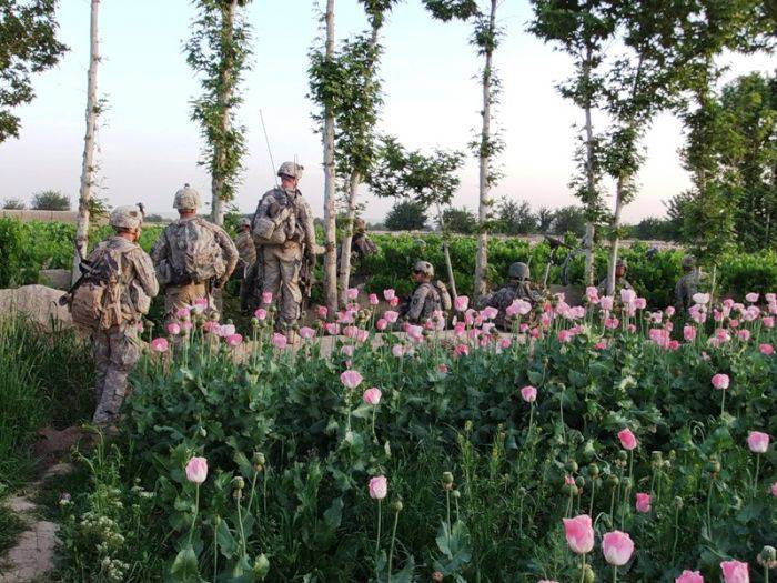 Маковое поле грез Афганистана (38 фото)