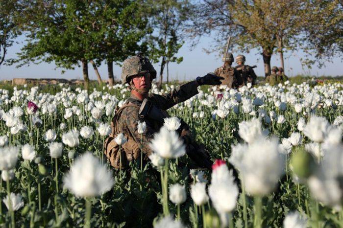 Маковое поле грез Афганистана (38 фото)
