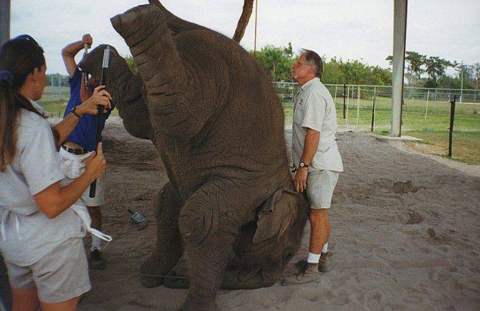 Как дрессируют слонов в цирке Ringling Bros (24 фото)
