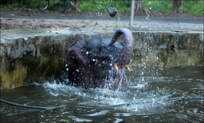 Как доставать слона из бассейна (6 фото)