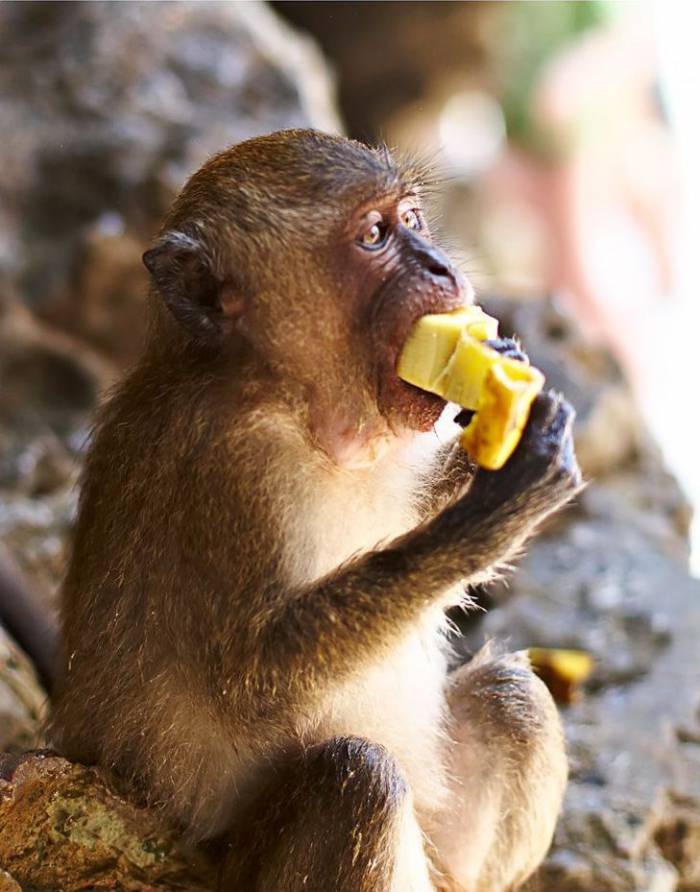 Сколько бананов едят обезьяны. Белогорлая мартышка. Обезьяна с едой. Обезьяна кушает. Обезьяна с бананом.