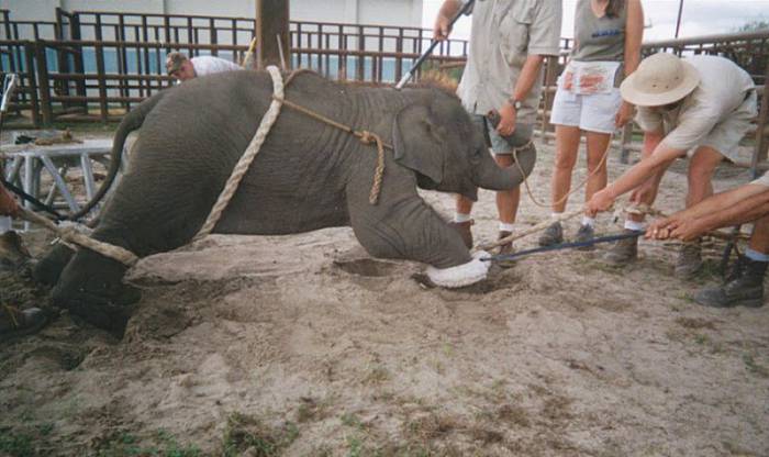      Ringling Bros (24 )