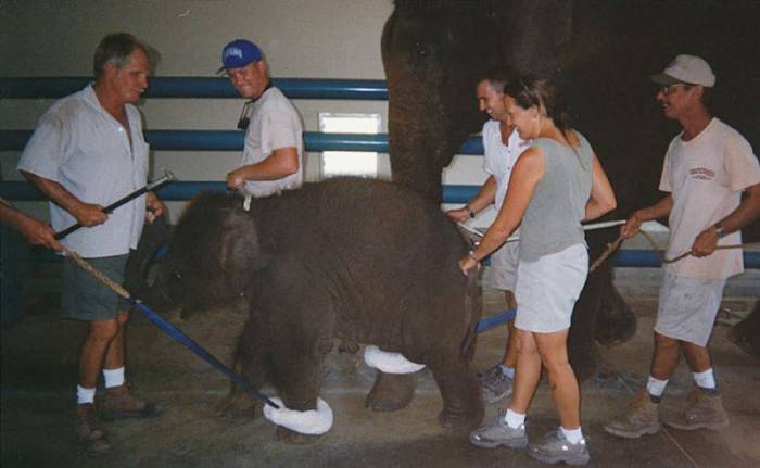      Ringling Bros (24 )