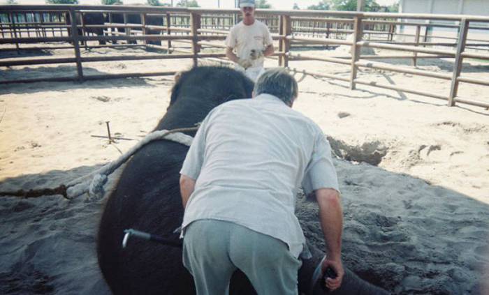      Ringling Bros (24 )