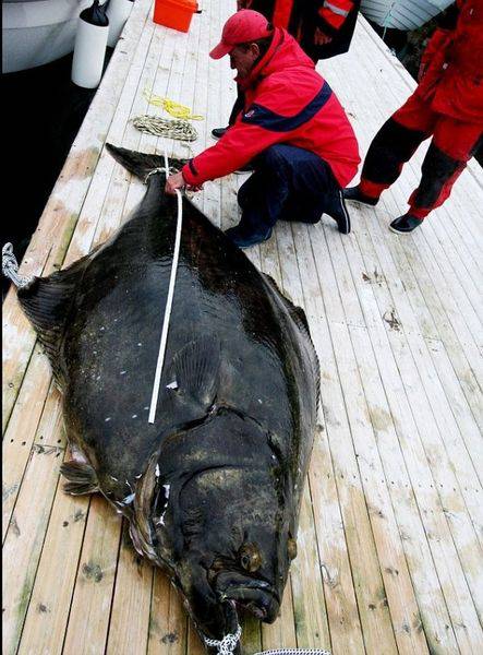Пойман самый большой палтус в мире (3 фото)