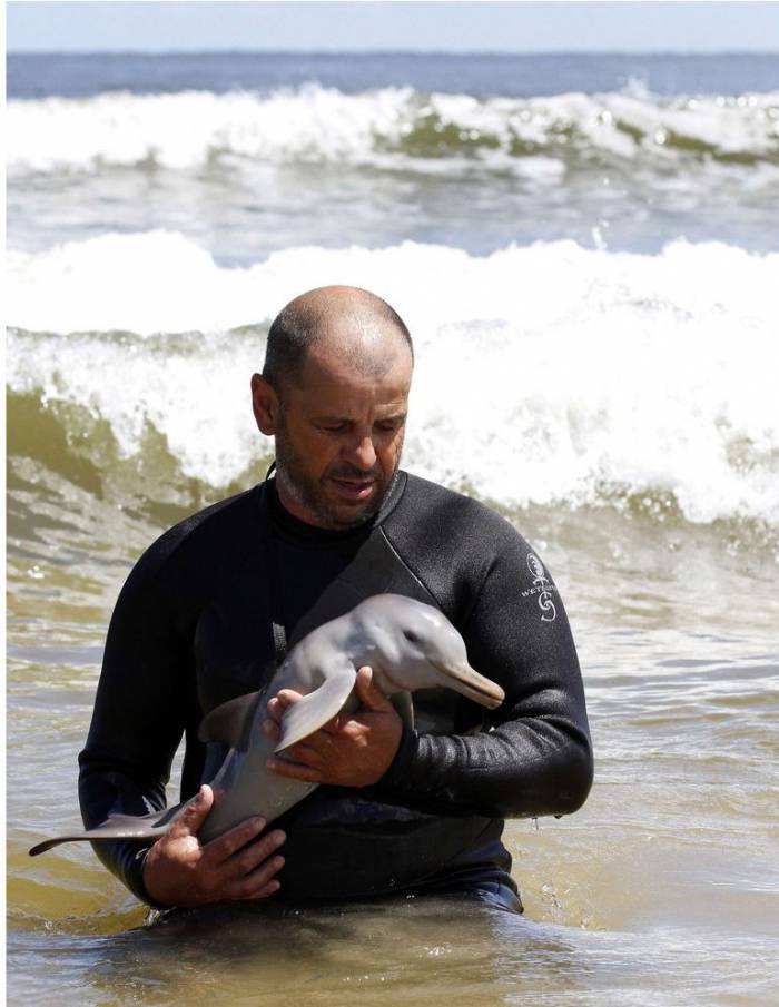 Спасенный маленький дельфин (8 фото)