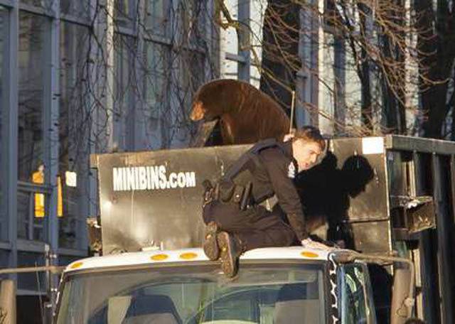Медведь в мусоровозе (14 фото)