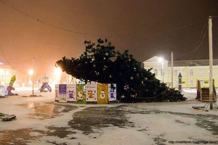 В Петрозаводске упала новогодняя ель (4 фото)