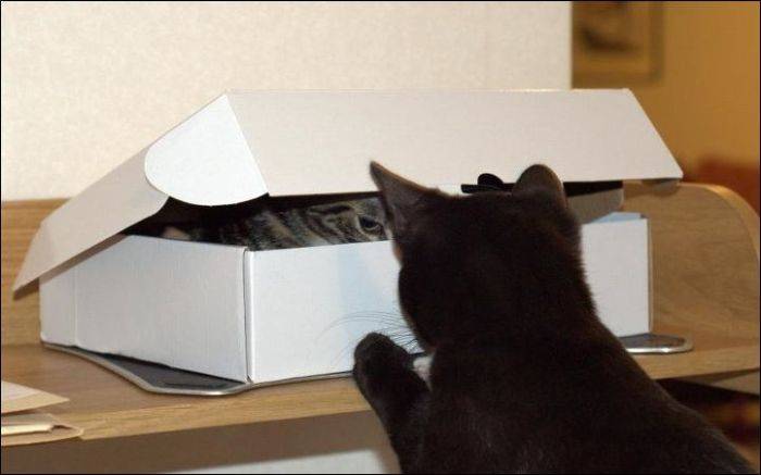 Одна коробка и два котэ (4 фото)
