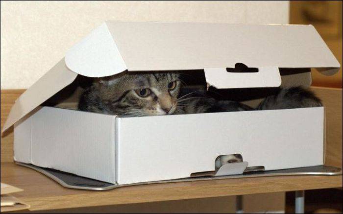 Одна коробка и два котэ (4 фото)