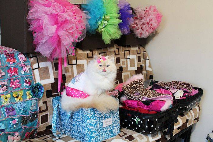 Забавная кошка-модница (58 фото)