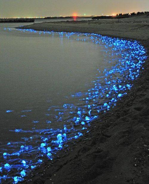 Светящиеся мерцающие медузы на Тояма Бэй, Япония (6 фото)