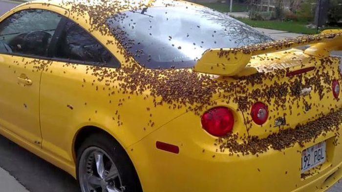 Нападение пчел на Chevrolet Cobalt SS (6 фото)