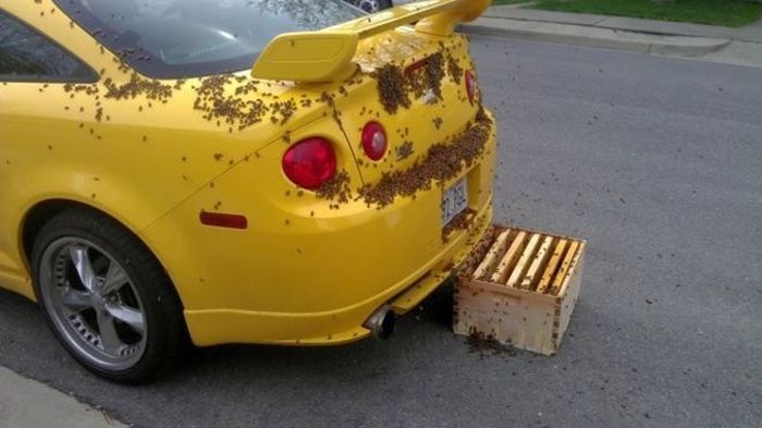 Нападение пчел на Chevrolet Cobalt SS (6 фото)