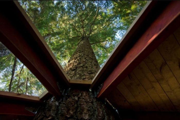 Классный дом на дереве (13 фото)