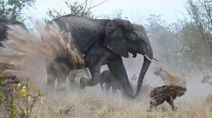 Слониха против гиен (7 фото)