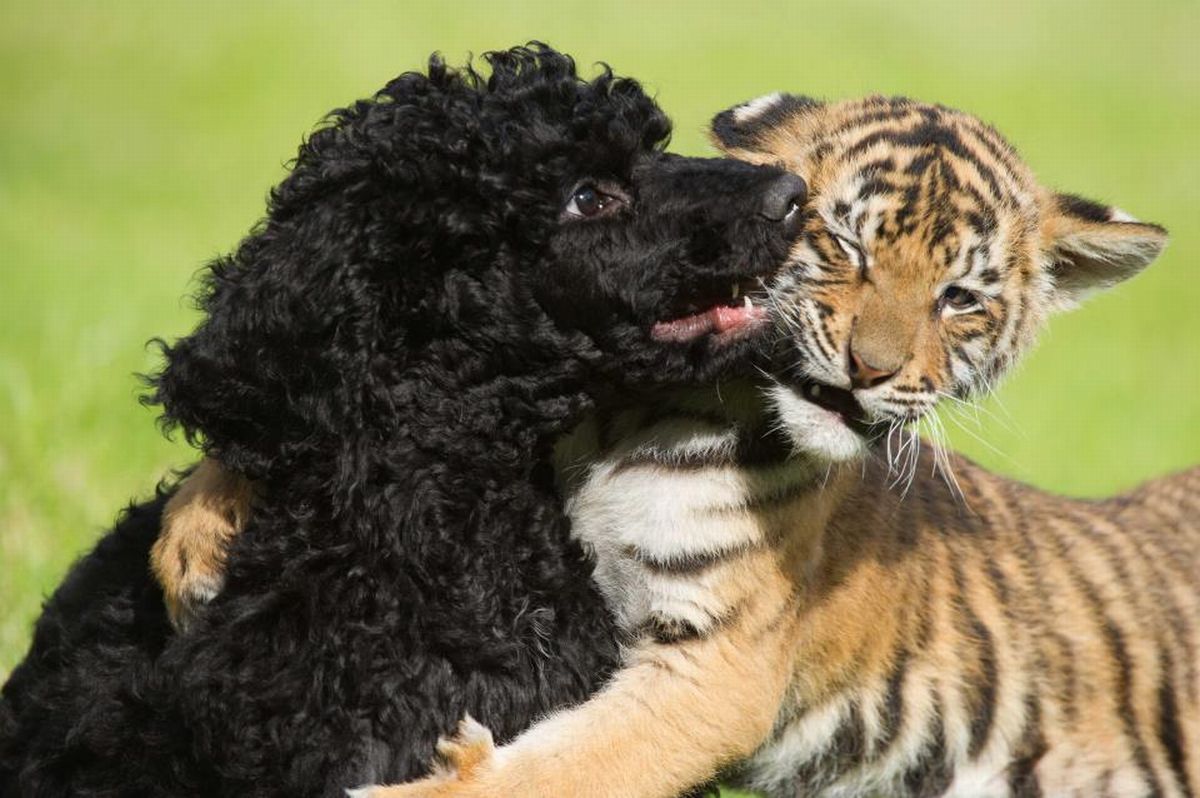 Тигр и собака мужчина. Собака тигр. Дружба животных. Необычная Дружба. Дружба животных разных видов.