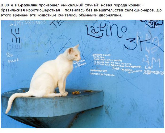 Интересное о кошках в разных городах (28 фото)