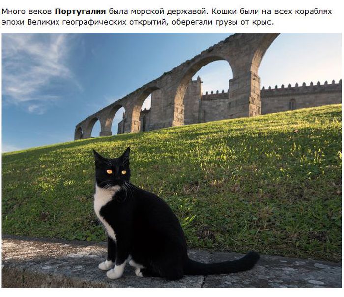 Интересное о кошках в разных городах (28 фото)