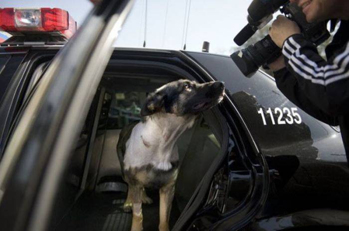 Спасение полицейского пса (22 фото)