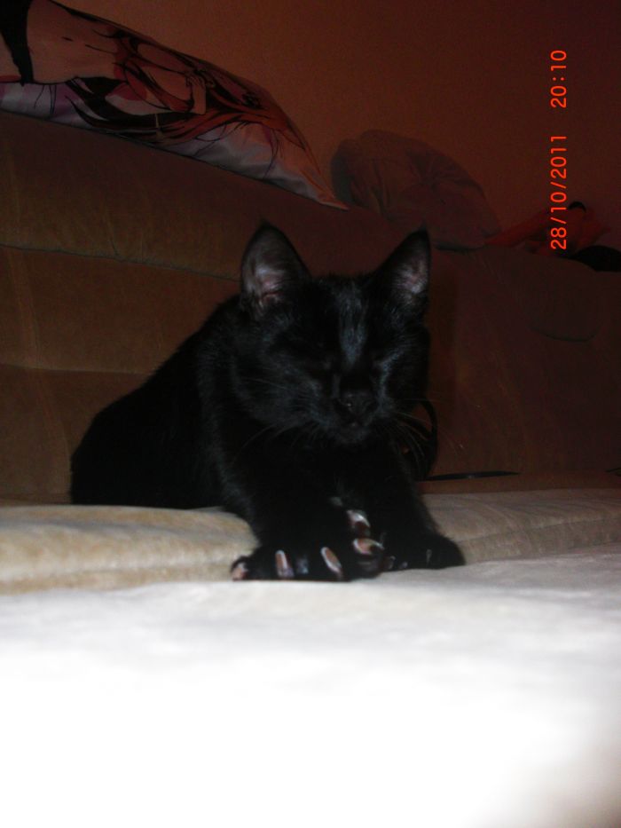 Garry black cat