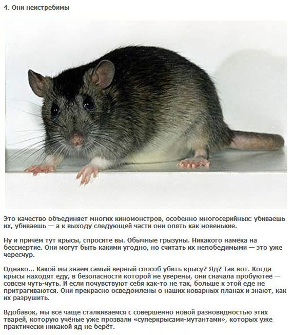 5 ужасающих фактов про обычных крыс (5 фото)