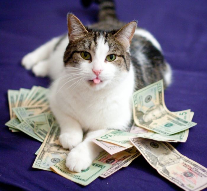 Коты любят деньги (64 фото)