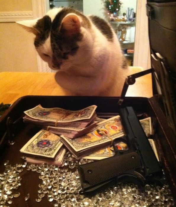 Коты любят деньги (64 фото)