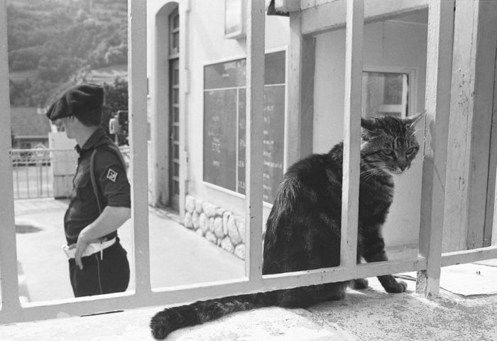 Архивные фотографии с войны о преданности котов хозяевам (30 фото)