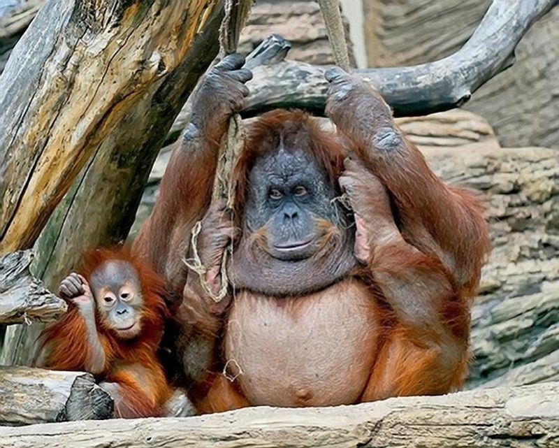 Забавный шимпанзе как правильно. Орангутанг в Московском зоопарке. Смешные обезьяны. Пузатая обезьяна. Смешные обезьяны до слез.
