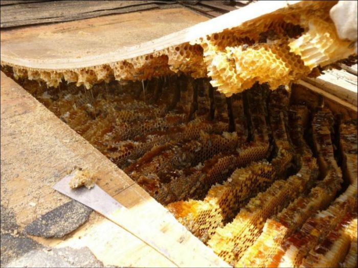 Пчелиный улей под крышей частного дома (6 фото)