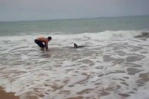 Спасение выброшенной на берег акулы