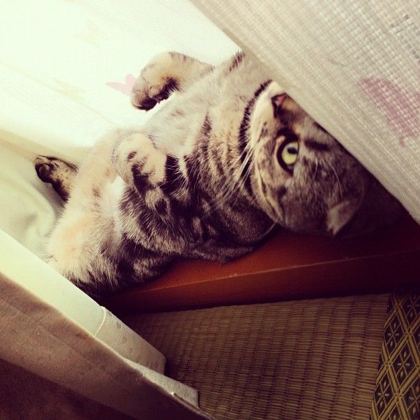 Шиши Мару - кошка-звезда редактора Instagram 