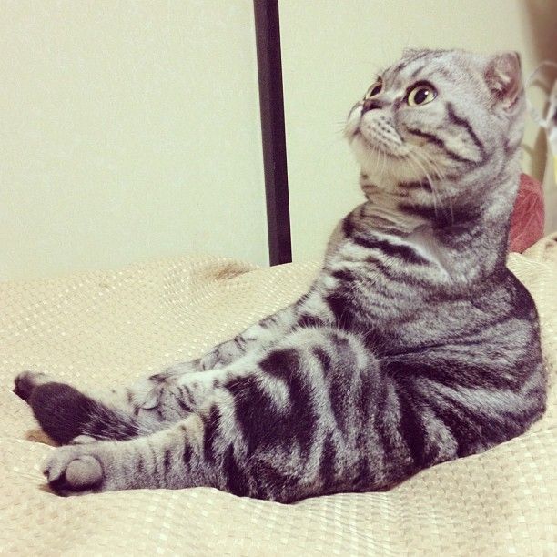 Шиши Мару - кошка-звезда редактора Instagram 