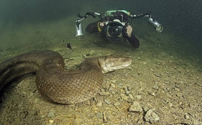 В воде с самой большой змеей в мире