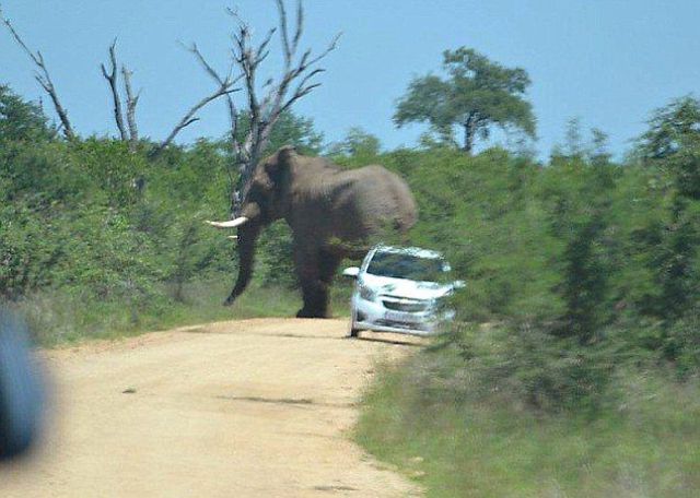 Слон перевернул автомобиль (11 фото)