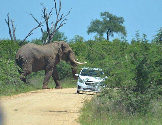 Слон перевернул автомобиль (11 фото)