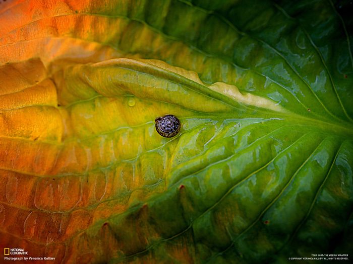 Удивительные снимки от National Geographic