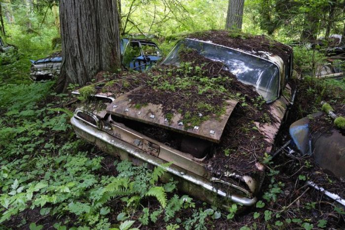 Таинственные снимки заброшенных американских авто в лесу