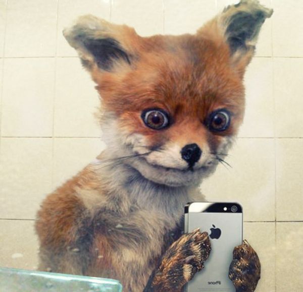 Чучело лисы стало интернет-мемом за несколько дней