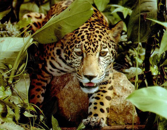 Захватывающие кадры из амазонских лесов (46 фото)