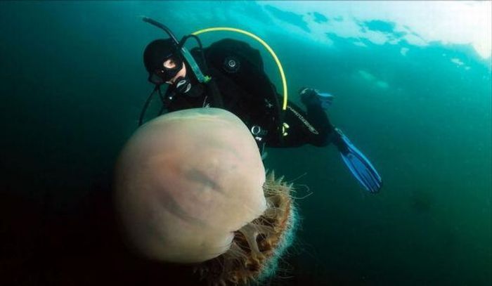Нашествие гигантских медуз в воды Японии