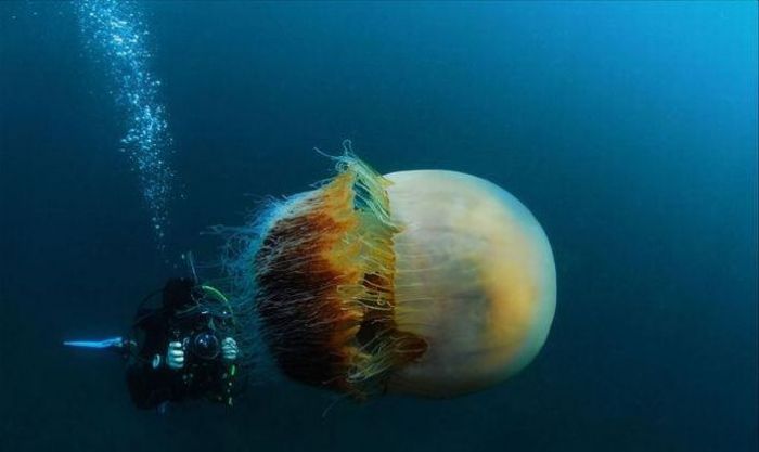 Нашествие гигантских медуз в воды Японии