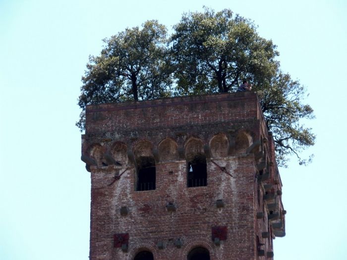 Torre Guinigi ( )