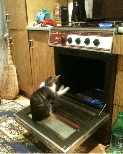 Фотожаба на котика, греющегося у газовой плиты