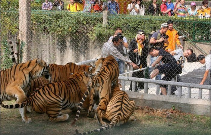 Интересный аттракцион: "Люди против тигров"
