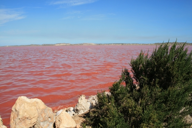 Озеро розового цвета - чудо Австралии