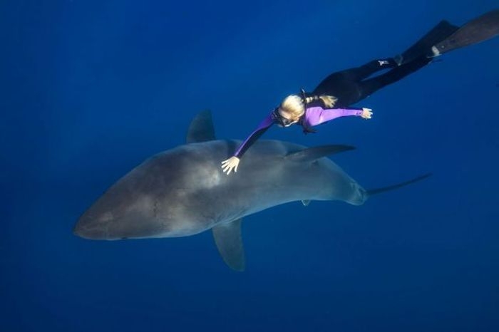 Бесстрашная девушка с белой акулой