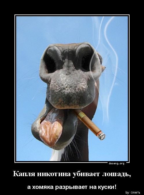 Капля никотина убивает лошадь,