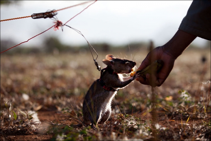 Крысы-Саперы в Мозамбике